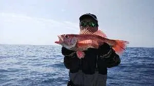 静岡県焼津小川港 ともわ丸の釣果詳細 釣果 施設情報 釣りビジョン 釣果 施設情報 釣りビジョン