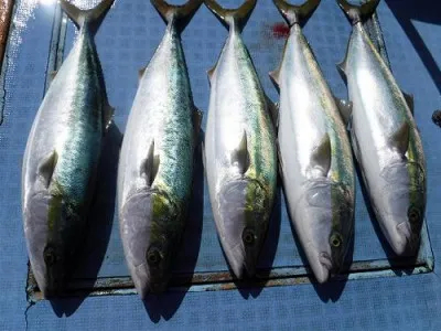愛知県師崎港 荒ますつり船の釣果詳細 釣果 施設情報 釣りビジョン 釣果 施設情報 釣りビジョン