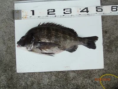 奥田つり具店の2020年3月1日(日)1枚目の写真