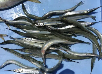 尼崎市立魚つり公園の2020年8月16日(日)4枚目の写真