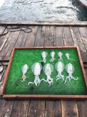 三重県錦港 レンタルボート シーランドの釣果詳細 釣果 施設情報 釣りビジョン 釣果 施設情報 釣りビジョン