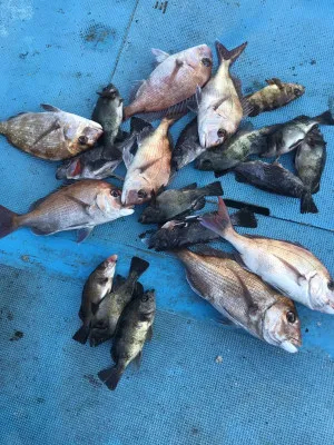 徳島県亀浦港 鳴門丸 山畠釣船 の釣果詳細 釣果 施設情報 釣りビジョン 釣果 施設情報 釣りビジョン