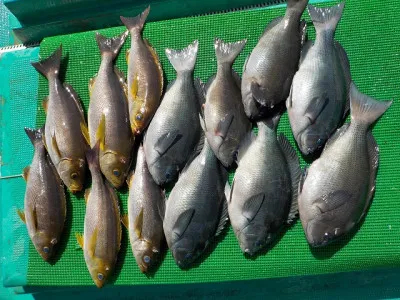 和歌山県見老津港 天昇丸の釣果詳細 釣果 施設情報 釣りビジョン 釣果 施設情報 釣りビジョン 和歌山県見老津港 天昇丸の釣果詳細 釣果 施設情報 釣りビジョン 釣果 施設情報 釣りビジョン
