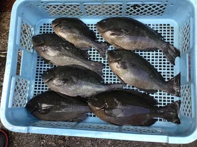 弁天丸の2021年3月24日(水)3枚目の写真