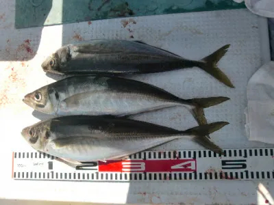 釣り船 みらいの2021年4月11日(日)1枚目の写真