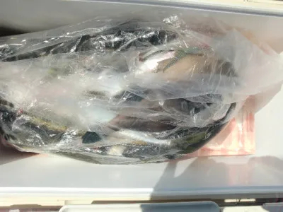 釣り船 みらいの2021年4月11日(日)3枚目の写真