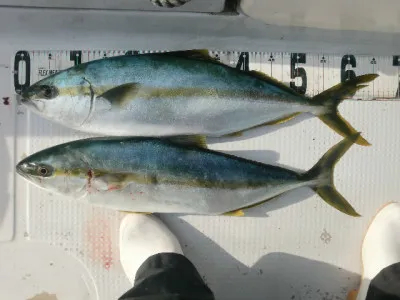 釣り船 みらいの2021年4月15日(木)1枚目の写真