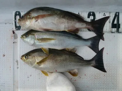 釣り船 みらいの2021年4月15日(木)3枚目の写真