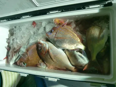 釣り船 みらいの2021年5月24日(月)3枚目の写真