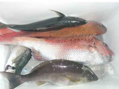 釣り船 みらいの2021年5月24日(月)4枚目の写真