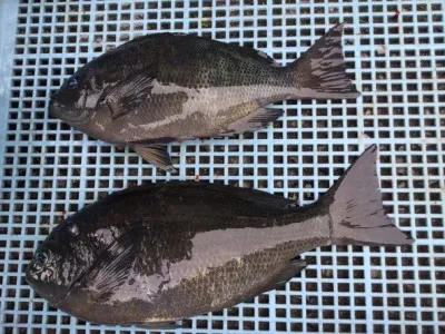 弁天丸の2021年5月26日(水)4枚目の写真