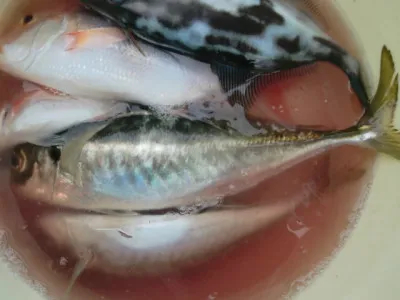 釣り船 みらいの2021年5月27日(木)1枚目の写真