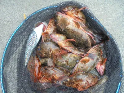 西遊魚センターの2021年6月11日(金)2枚目の写真