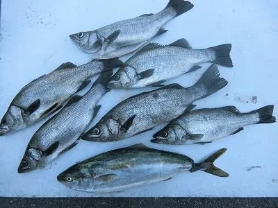 和歌山県大引港 上野渡船21年6月23日 水 3枚目の釣果写真 釣果情報 ニュース 釣りビジョン