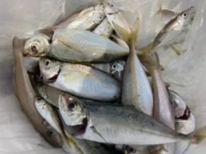 福井県名子 民宿とねの釣果詳細 釣果 施設情報 釣りビジョン 釣果 施設情報 釣りビジョン