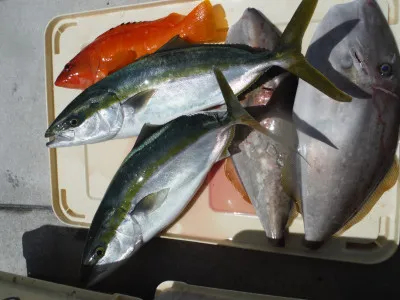 和歌山県美浜 江戸っ子丸の釣果詳細 釣果 施設情報 釣りビジョン 釣果 施設情報 釣りビジョン 和歌山県美浜 江戸っ子丸の釣果詳細 釣果 施設情報 釣りビジョン 釣果 施設情報 釣りビジョン