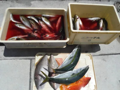 和歌山県美浜 江戸っ子丸の釣果詳細 釣果 施設情報 釣りビジョン 釣果 施設情報 釣りビジョン 和歌山県美浜 江戸っ子丸の釣果詳細 釣果 施設情報 釣りビジョン 釣果 施設情報 釣りビジョン