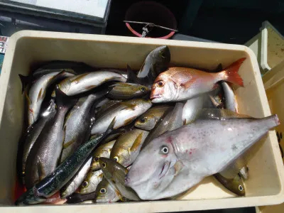 和歌山県美浜 江戸っ子丸の釣果詳細 釣果 施設情報 釣りビジョン 釣果 施設情報 釣りビジョン 和歌山県美浜 江戸っ子丸の釣果詳細 釣果 施設情報 釣りビジョン 釣果 施設情報 釣りビジョン