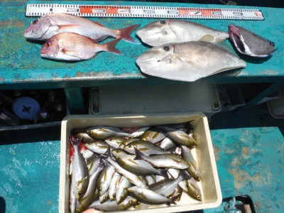 和歌山県美浜 江戸っ子丸の釣果詳細 釣果 施設情報 釣りビジョン 釣果 施設情報 釣りビジョン 和歌山県美浜 江戸っ子丸の釣果詳細 釣果 施設情報 釣りビジョン 釣果 施設情報 釣りビジョン