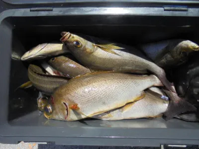 西遊魚センターの2021年7月27日(火)1枚目の写真