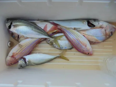 西遊魚センターの2021年8月27日(金)3枚目の写真
