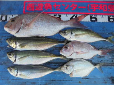 西遊魚センターの2021年8月27日(金)4枚目の写真
