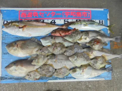 西遊魚センターの2021年9月11日(土)1枚目の写真