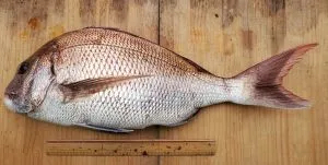 値段 釣果 最高なボート釣り比較