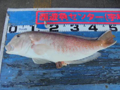 西遊魚センターの2021年9月22日(水)1枚目の写真