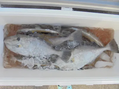 西遊魚センターの2021年10月3日(日)1枚目の写真