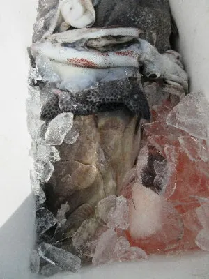中山総合釣センター・海遊の2021年10月24日(日)5枚目の写真