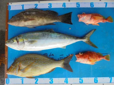 西遊魚センターの2021年10月30日(土)1枚目の写真