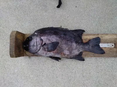 愛媛県福浦港 あづまや渡船の釣果詳細釣果・施設情報釣りビジョン 