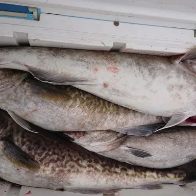 北海道ウトロ港 第十八大成丸の釣果詳細 釣果 施設情報 釣りビジョン 釣果 施設情報 釣りビジョン 北海道ウトロ港 第十八大成丸の釣果詳細 釣果 施設情報 釣りビジョン 釣果 施設情報 釣りビジョン