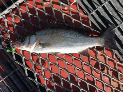 尼崎市立魚つり公園の2021年12月3日(金)2枚目の写真