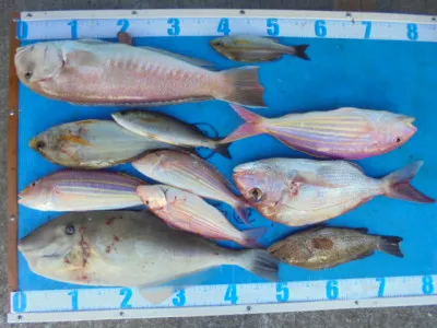 西遊魚センターの2021年12月5日(日)2枚目の写真