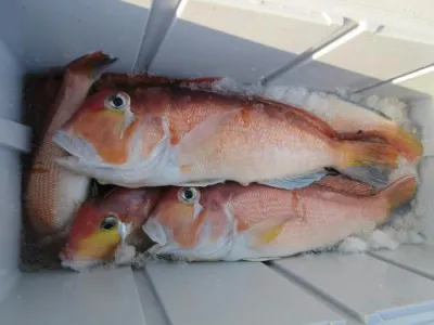 鈴木釣具店の2022年1月10日(月)2枚目の写真