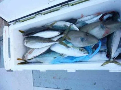 Fishing MOLA MOLAの2022年1月16日(日)5枚目の写真