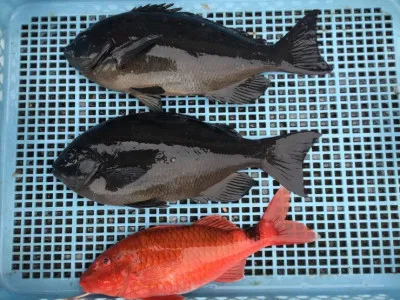 弁天丸の2022年1月5日(水)5枚目の写真