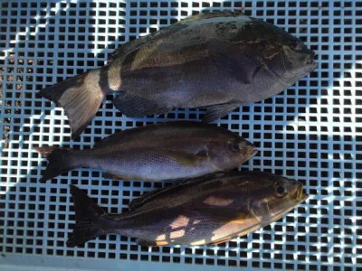 弁天丸の2022年1月19日(水)4枚目の写真