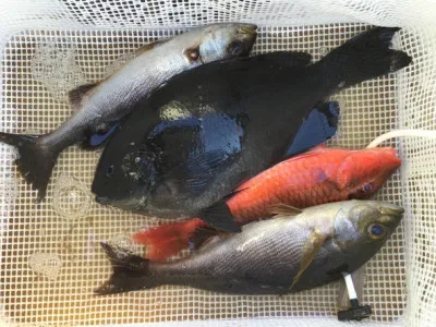 弁天丸の2022年1月19日(水)5枚目の写真