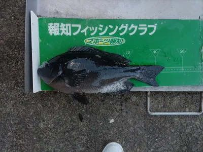 マルヒサ渡船の2022年1月21日(金)3枚目の写真