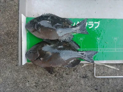 マルヒサ渡船の2022年1月22日(土)2枚目の写真