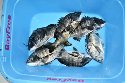 愛知県名古屋港 グレートマリン Bay Freeの釣果詳細 釣果 施設情報 釣りビジョン 釣果 施設情報 釣りビジョン