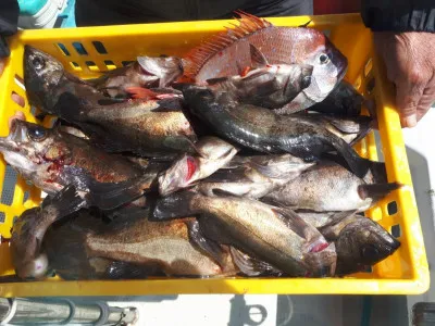 釣り船くわだの2022年4月7日(木)5枚目の写真