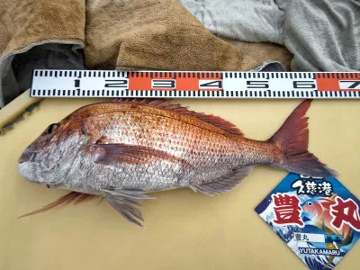 豊丸の2022年4月23日(土)4枚目の写真
