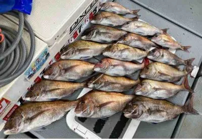 岡山県田井港 Seto Marineの釣果詳細 釣果 施設情報 釣りビジョン 釣果 施設情報 釣りビジョン