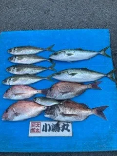 小嶋丸の2022年5月18日(水)2枚目の写真