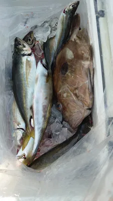 釣り船 秀進丸の2022年5月28日(土)5枚目の写真