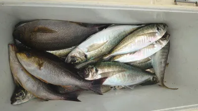 釣り船 秀進丸の2022年5月30日(月)2枚目の写真